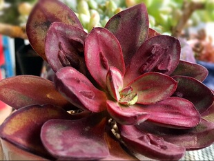 【兔小黑】多肉植物 正版龙骨红司 多肉 肉瘤已出
