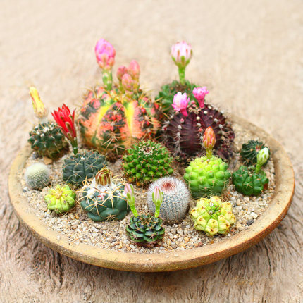 仙人球 紫红太阳现砍无根高度5cm 多肉植物盆栽 防辐射易长根包邮_不