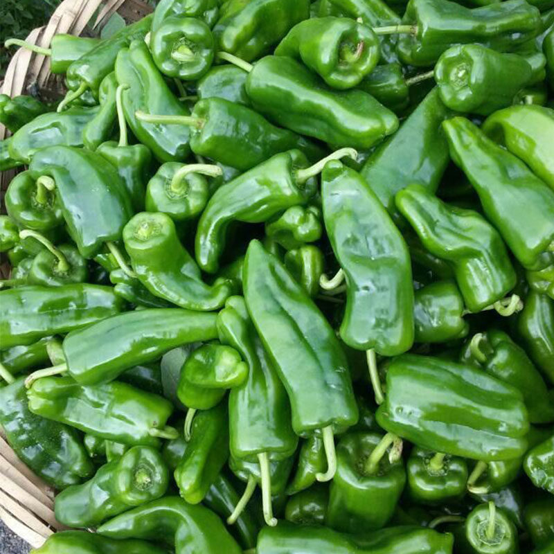 枣庄本地薄皮辣椒 辣子鸡辣椒 农家自产鲜辣椒300g×2 包邮