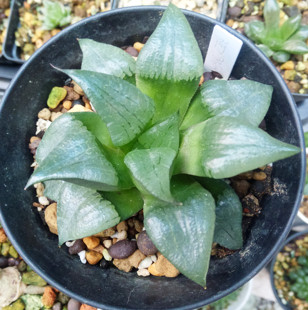 君君多肉店 大型母本阿寒湖 实拍 寿 十二卷 一图一物 包邮