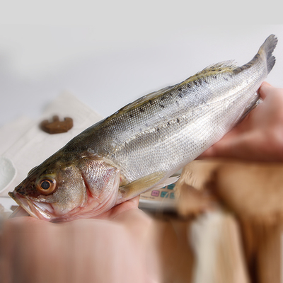 三代渔夫青岛新鲜大鲈鱼 当天海捕 新鲜深海鱼类冷冻海鲜水产