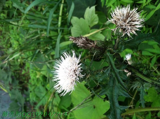 野生中草藥新鮮白花大薊根 種苗 現採現挖