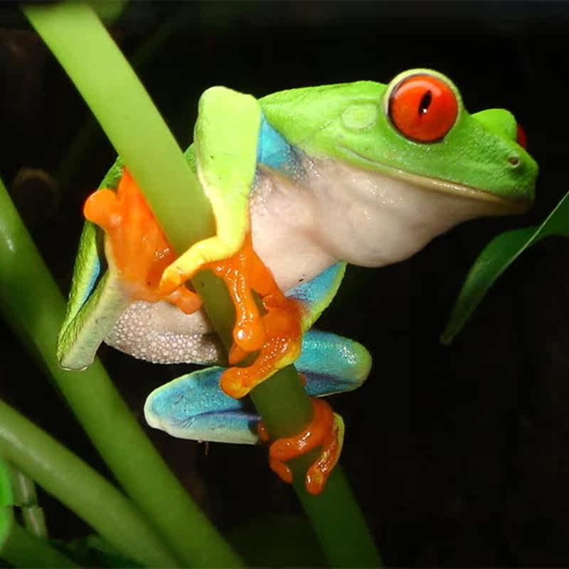 红眼树蛙 红眼丽纹树蛙 雨林蛙 宠物蛙 观赏蛙 热带蛙 活体_双氙车灯