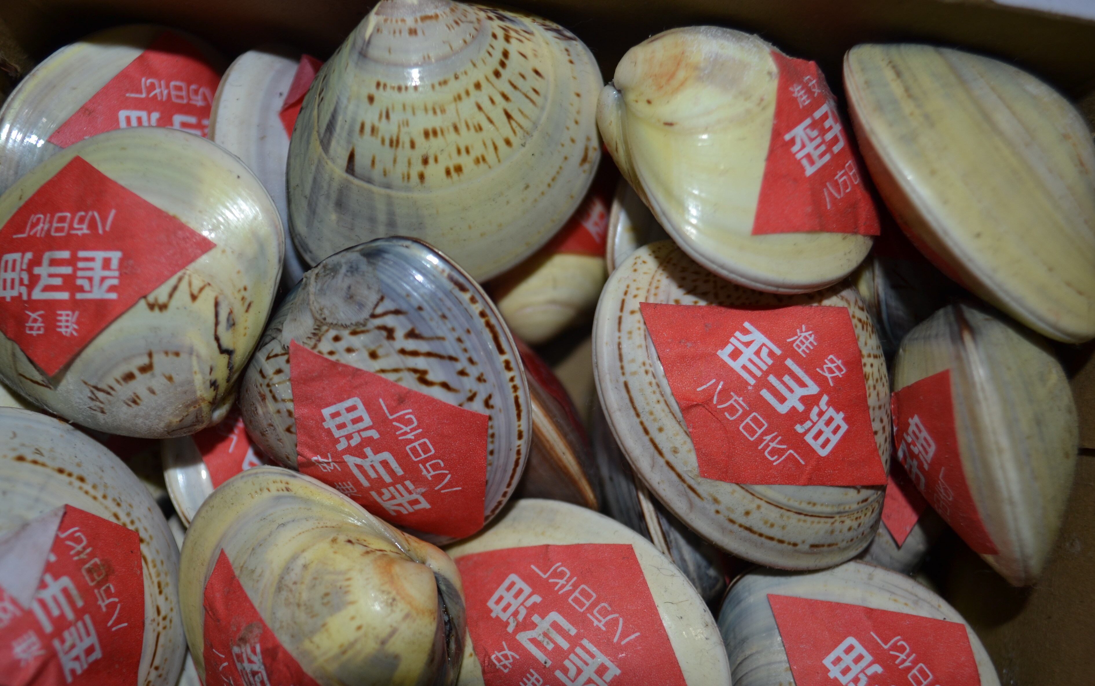 包邮经典怀旧蛤蜊油 歪子油 歪歪油 贝壳油手霜防裂