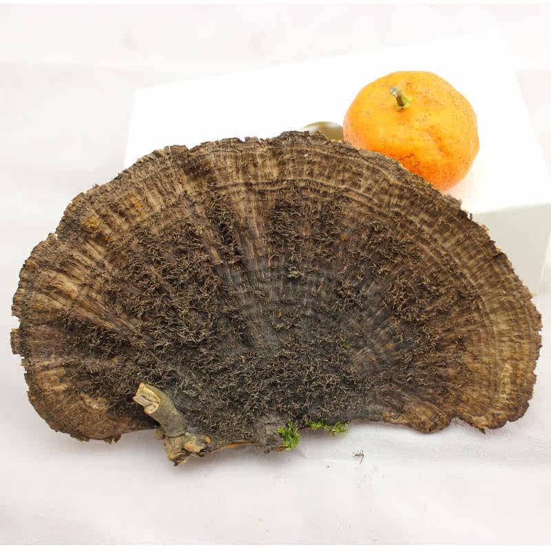 村姑娘 野生蜂窝灵芝 毛蜂窝菌 250g精选优质大块单个10cm以上