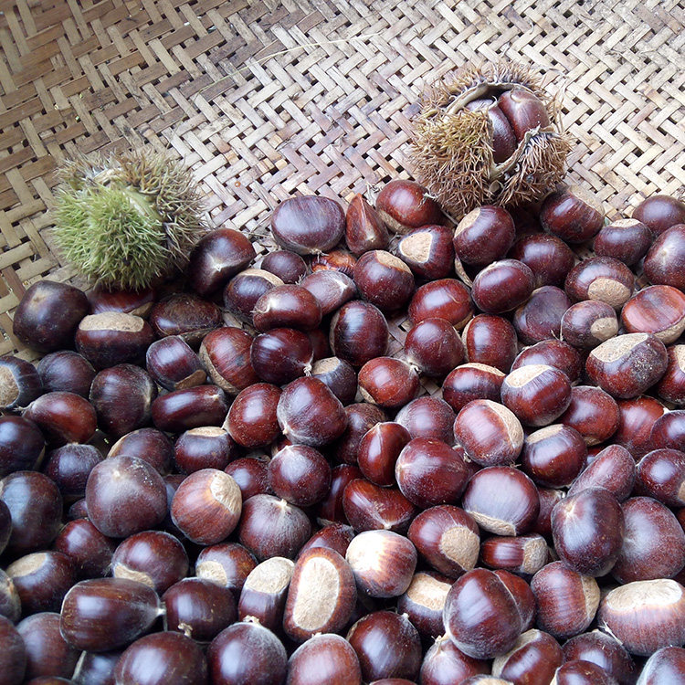 2016沂蒙山农家特产正宗新鲜板栗生板栗毛栗子五斤包邮