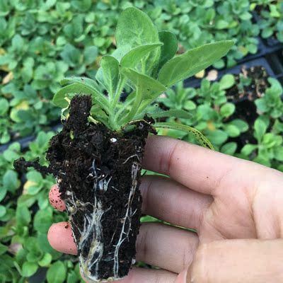 现货 垂吊矮牵牛花苗 小甜心瀑布/瀑布 漫步者 10cm双色盆苗