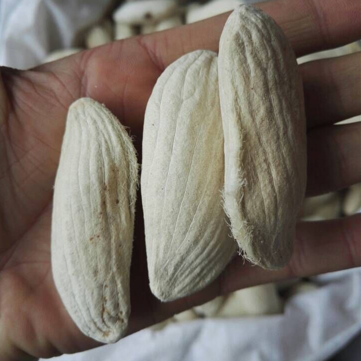 精选芒果核 杧果核干 芒果籽 中药材长寿果 500克/满两斤包邮