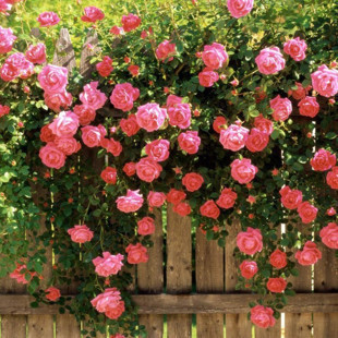 花苗 庭院攀援花卉 盆栽地栽植物 大花蔷薇花苗 买就送肥