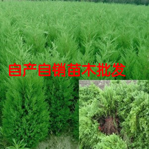 圆柏苗,侧柏圆柏,圆柏和塔柏_大山谷图库