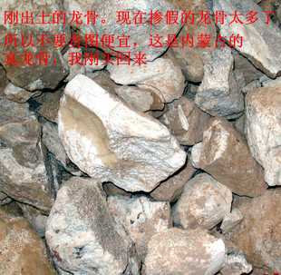 龙骨 刚出土的龙骨不掺假 土龙骨 粘红土
