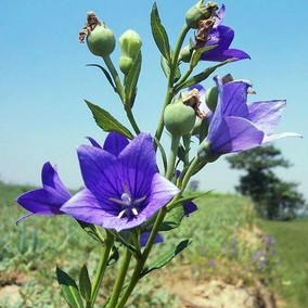 桔梗種子 可醃鹹菜泡菜 春季夏季秋季四季 觀賞藥用野菜蔬菜種子