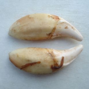 吊坠 真藏獒牙 男女个性项链 仿狼牙吊坠黑狗牙齿 婴儿压惊 本命年