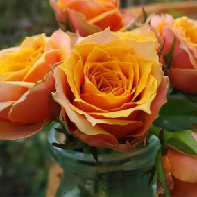 大花月季苗 香味浓 金奖章 玫瑰花苗切花香水月季盆栽 花期超长