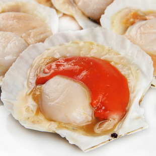 生鲜海孟 新鲜扇贝/干贝/元贝/獐子岛野生海鲜料理寿司美食2斤