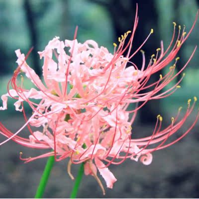 四季庭院盆栽石蒜种球 【彼岸花种球】曼珠沙华 曼陀罗华 种球