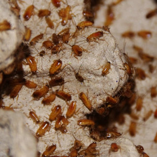 杜比亚蟑螂幼体1cm‖1元4只‖不包死,5元起拍