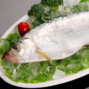 忆佰鲜 野生鳓鱼 石浦海鲜海产 冰冻冰鲜 大鳓鱼