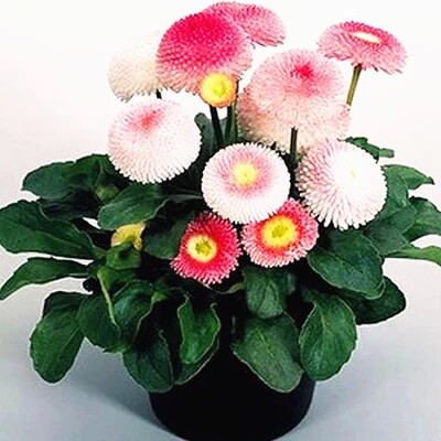 小雏菊种子草莓雪糕进口花卉抗寒 香草盆栽菊花驱蚊四季夏季种子