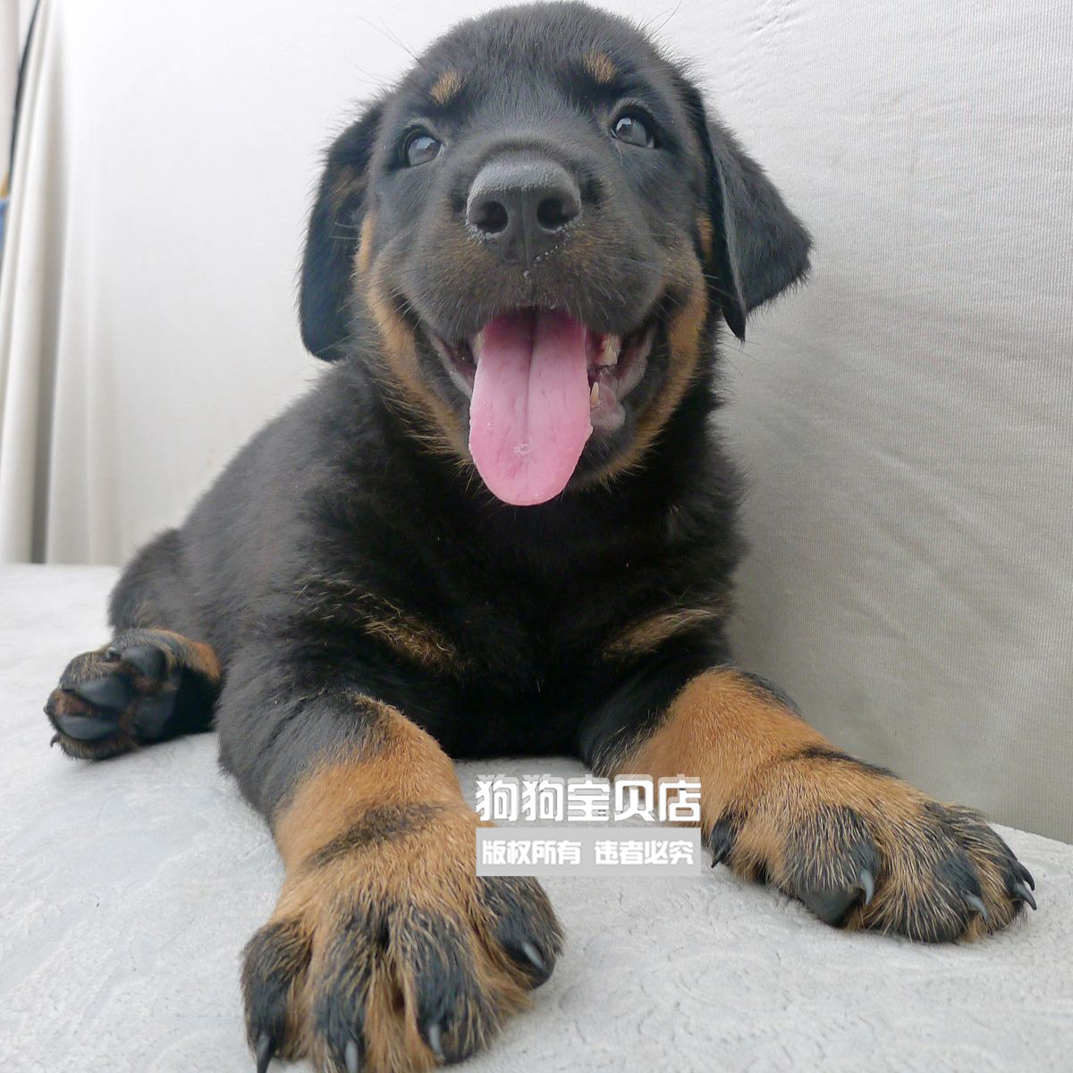 太仓铁包金猎犬出售,太仓犬出售300元,正宗太仓猎犬图片(第7页)_大山谷图库