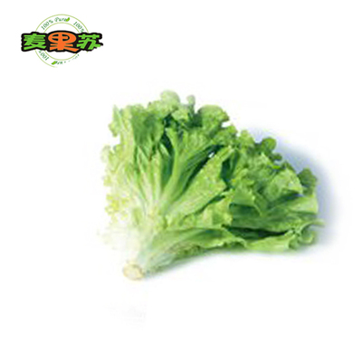 麦果苏绿珊瑚生菜绿叶生菜绿毛新鲜沙拉蔬菜西餐厅配送