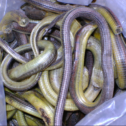 中药材脆蛇 蛇干 泡酒料 碎蛇 无脚蜥 可搭干蛇鞭 蛇胆