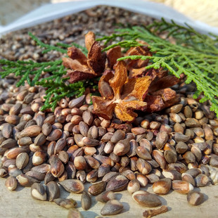 野生侧柏籽中药材生发水白发乌发防脱发黑发可搭配桑叶苦丁茶