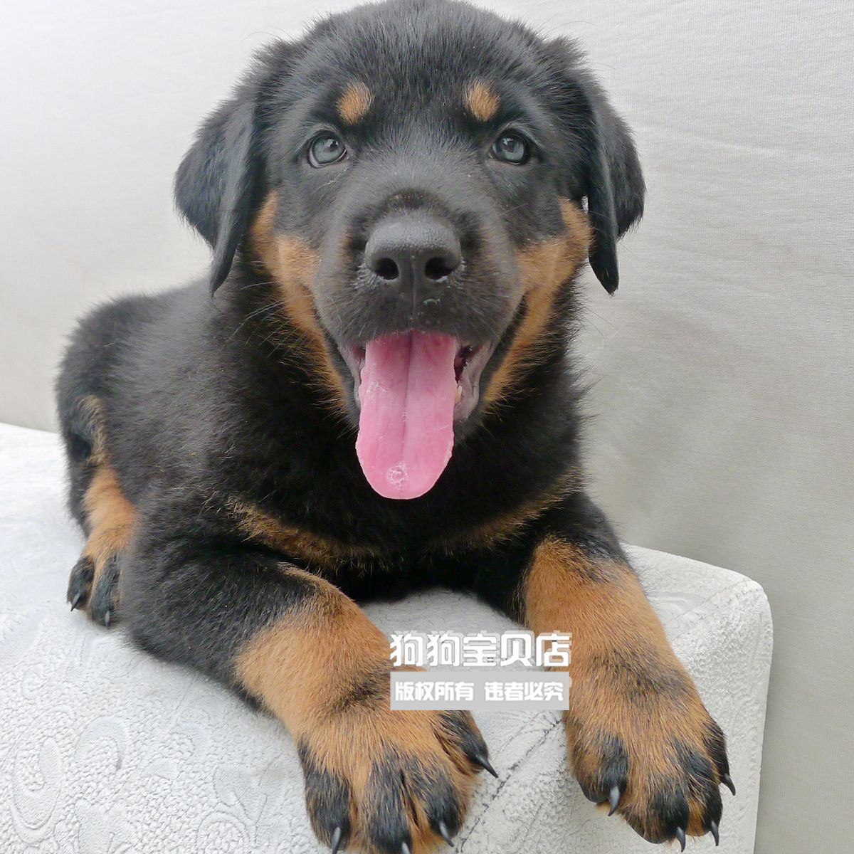 太仓铁包金猎犬出售,太仓犬出售300元,正宗太仓猎犬图片(第7页)_大山谷图库