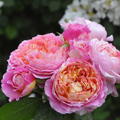 欧月皇家胭脂 多季抗病耐晒大花灌木月季 庭院室内绿植花卉盆栽