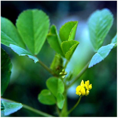 草頭種子 上海特產大葉黃花苜蓿三葉草四季播蔬菜 金花菜種子