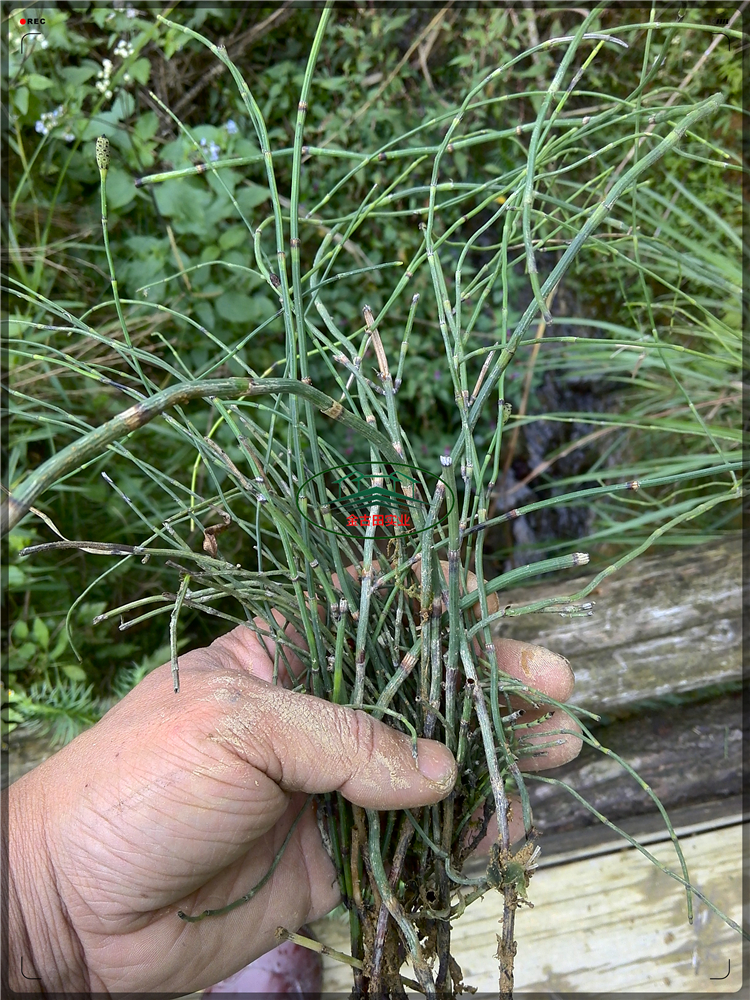 骨节草的功效与作用图片