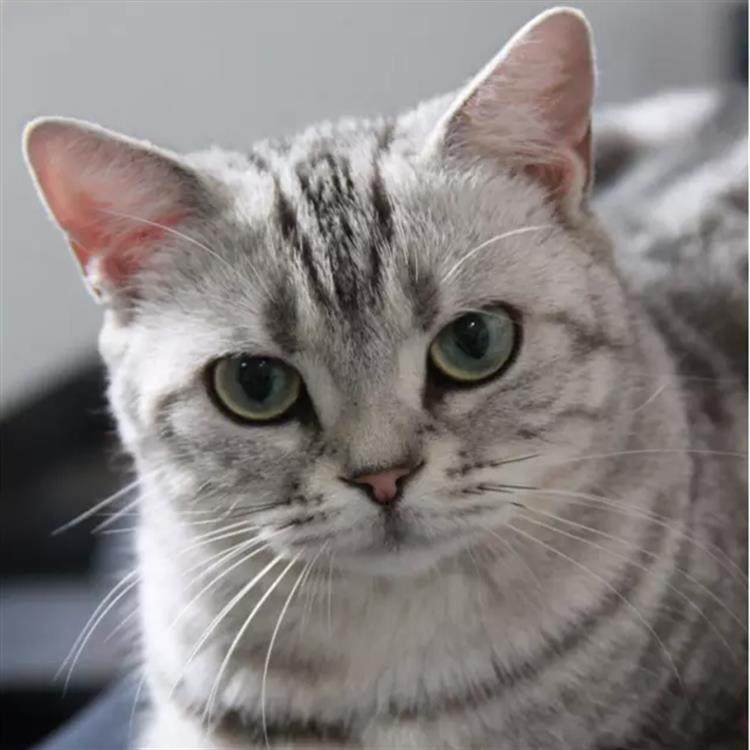 美短银白猫猫,美短蓝白和英短蓝白,美短的猫_文秘苑图库
