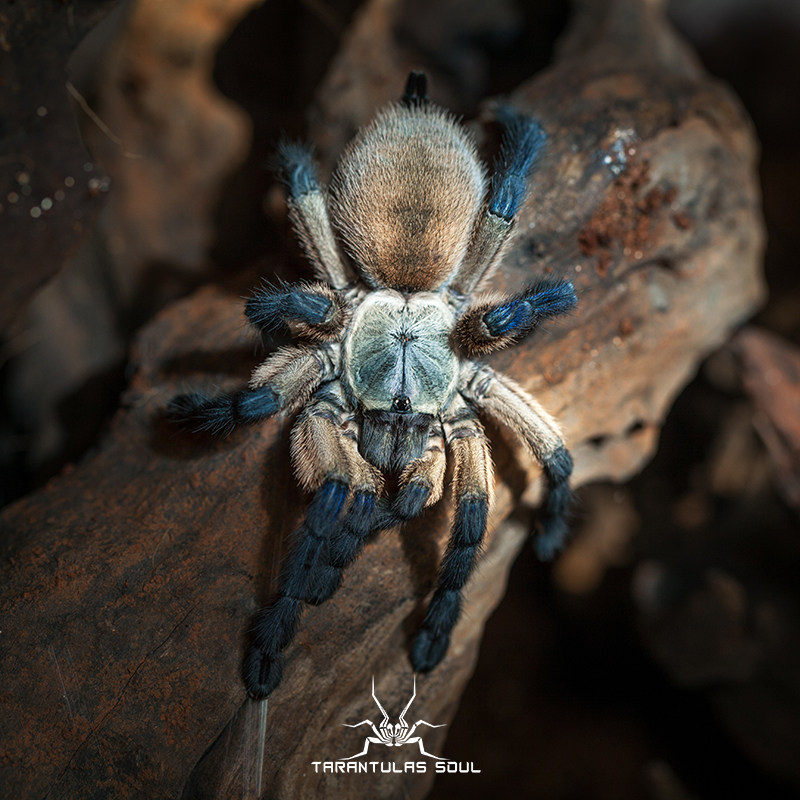 梦幻捕鸟蛛/索科特拉梦幻蓝巴布捕鸟蛛1-9厘米幼体群养宠物蜘蛛 ￥70.
