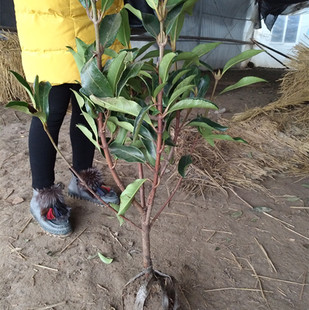 绿化工程法青苗法国冬青苗围墙树苗冬青树苗珊瑚北海道黄杨苗篱笆