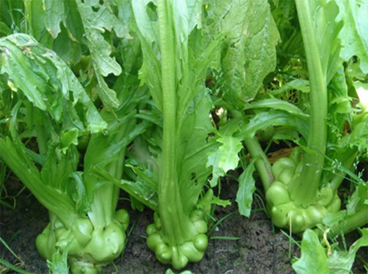 一份2斤/包邮 余姚榨菜 原装整个榨菜 风干榨菜头下饭菜