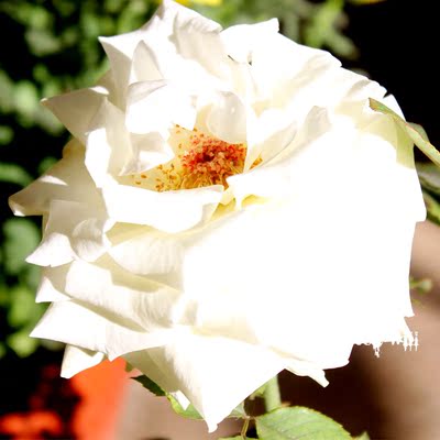 白雪公主苗盆栽 鲜花花卉绿植盆栽 白色玫瑰花盆栽 玫瑰花苗嫁接