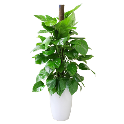 绿萝盆栽室内办公室客厅大叶绿色植物绿箩除吸甲醛大型绿植成都