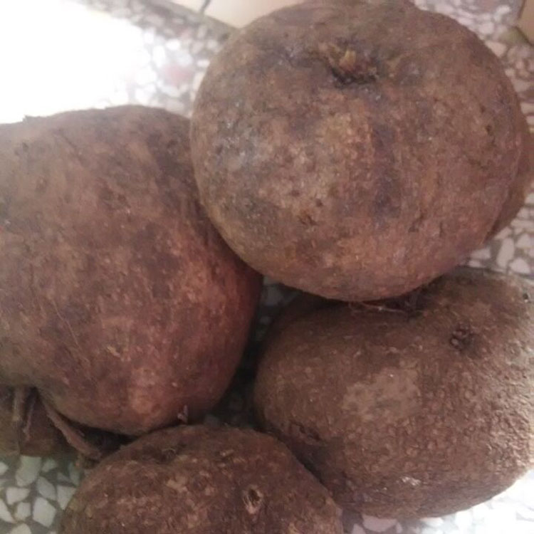 野生新鲜金不换/独脚乌桕/石琴薯/山乌龟地乌龟/一公斤