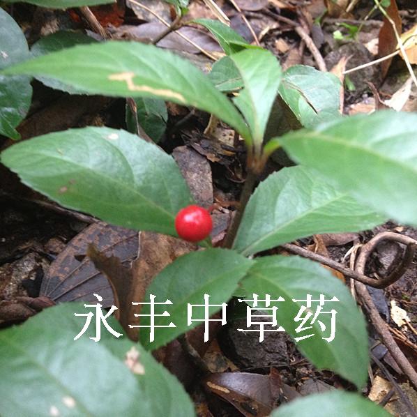 新鮮鐵包金 烏龍根 老鼠耳 烏金藤 勾兒茶 烏口仔 中藥材500g順豐