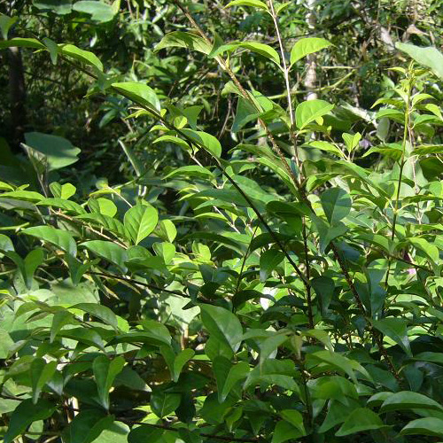 包邮贵州特产野生苦丁茶 遵义苦茶特级大叶小叶500g 两份送一斤