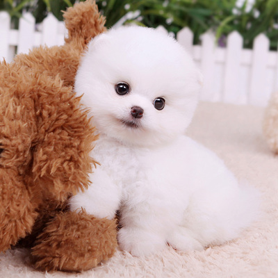 纯种美系白色博美俊介幼犬茶杯犬袖珍犬活体狗狗出售bm205