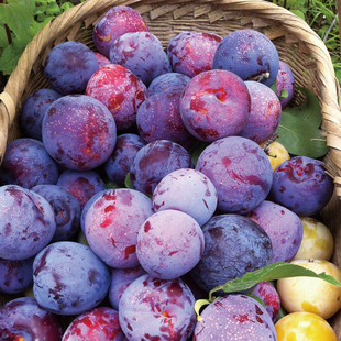 5斤装 预售陕西黑布林李子水果新鲜 非红心青李脆李