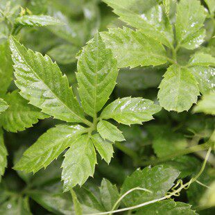 新茶 正宗神农架野生七叶绞股蓝茶特级 苦味回甘250g包邮