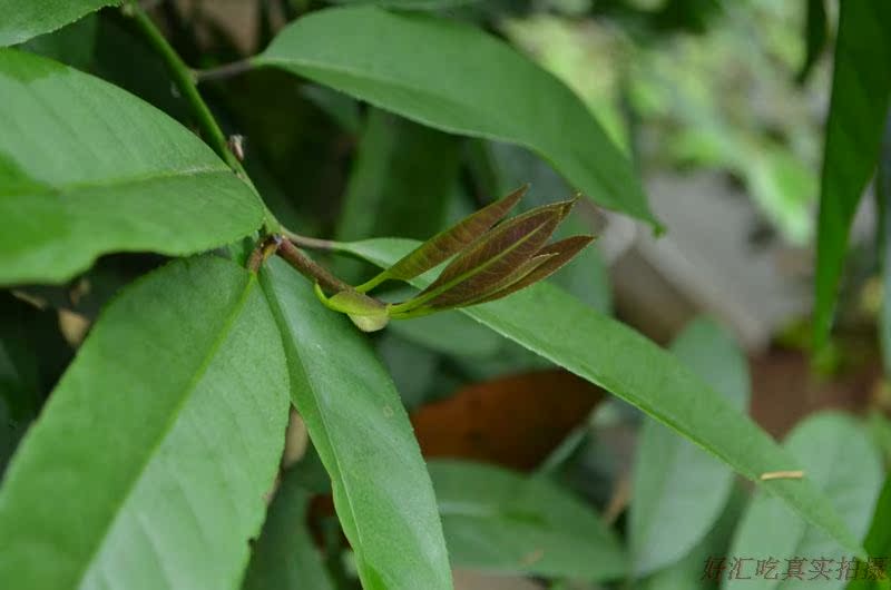 苦丁茶葉 苦丁葉 現採現發 新鮮品500g