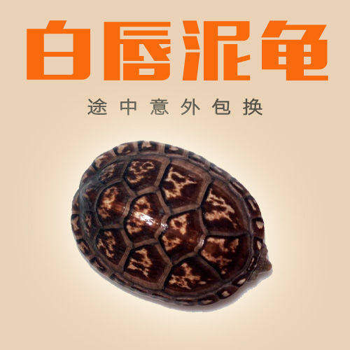 南部白唇泥龟精品苗cb现货头苗 蛋龟观赏龟活体宠物龟乌龟水陆龟