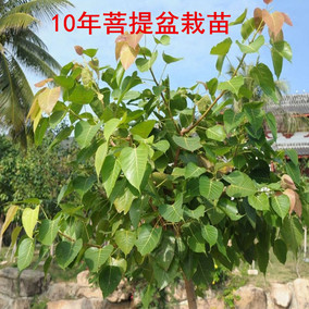 珍稀名贵苗 正宗金刚菩提树苗佛教文化瑰宝菩提子思维树盆栽地栽