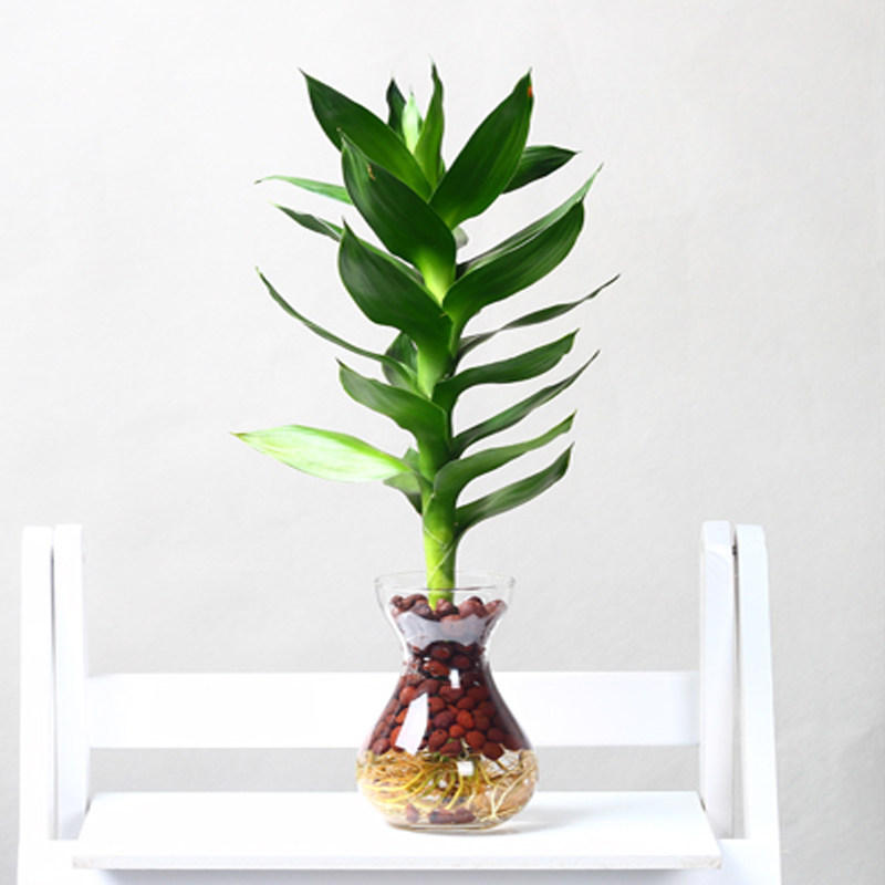富贵竹水培植物包邮观音竹水生养绿植室内花卉盆栽观叶客厅节节高