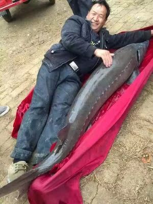 鲟鱼竿大力金刚黄金版超硬钓大物竿青鲟大物竿专攻200-300斤大物