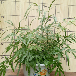 绿植 蕨类植物 剑叶凤尾蕨 城市流行时尚绿植 热带雨林缸造景
