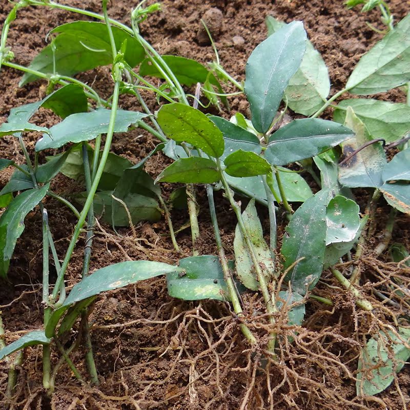 中草药 推荐正宗浙江野生三叶青活苗种苗金线吊葫芦种苗6元2株